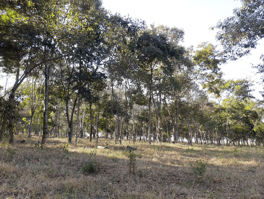 Pesquisa realizada na ESALQ/USP - Qualidade do solo em sistemas de integração