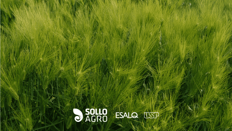 Pesquisa realizada na ESALQ/USP – Diversificação com forrageiras: impactos no solo, carbono e produtividade