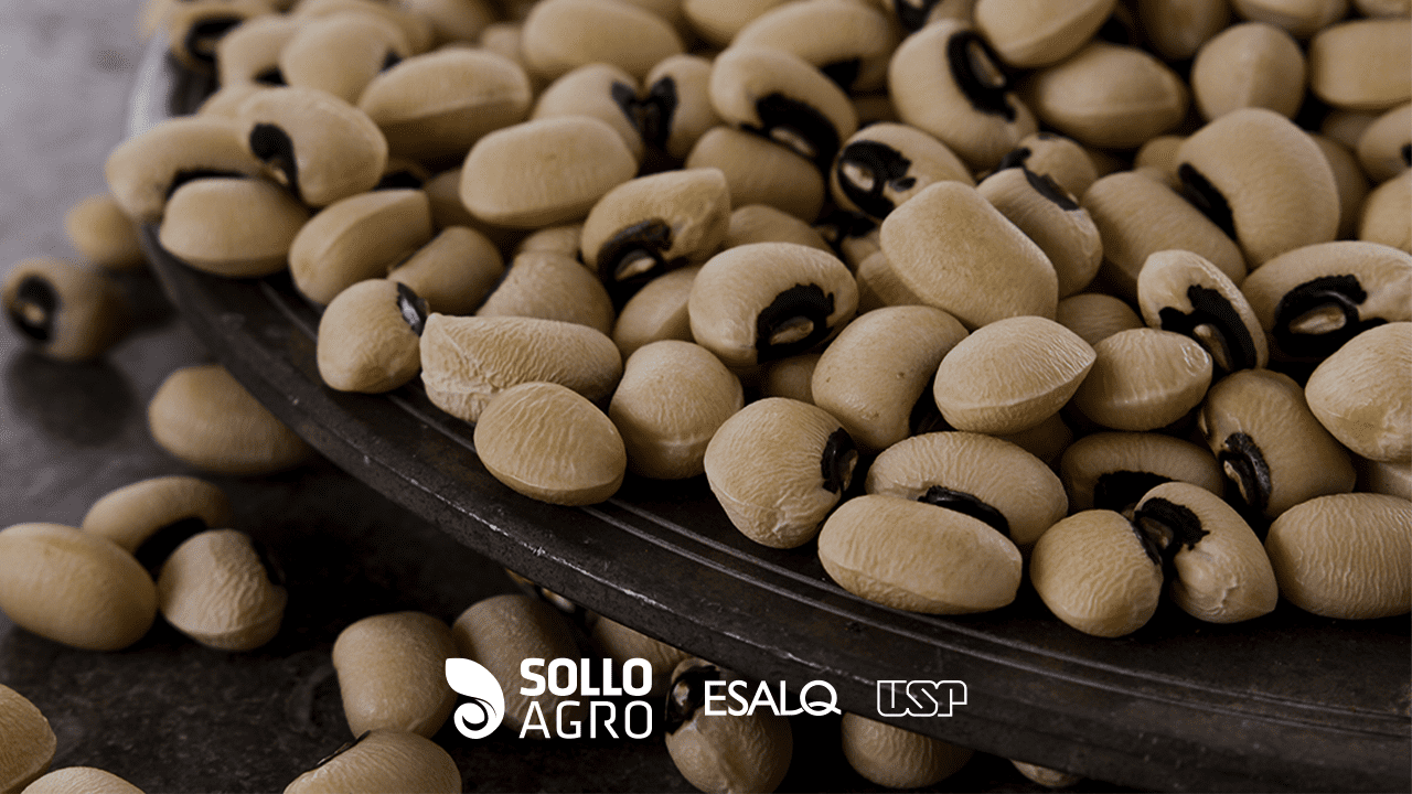 Calagem e sua relação com a fixação de nitrogênio e o uso de molibdênio em feijão-caupi Pesquisa realizada na ESALQ/USP – Calagem e sua relação com a fixação de nitrogênio e o uso de molibdênio em feijão-caupi