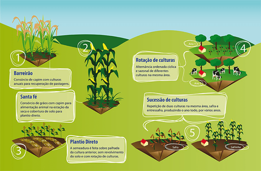 Agricultura Regenerativa como Estratégia para o Sequestro de Carbono (imagem 3)