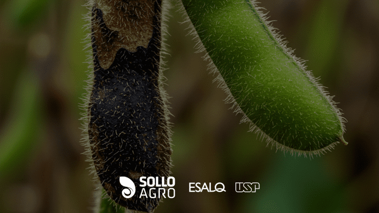 Analise_histologica_de_plantas_com_anomalia_da_soja Bate-papo com nova geração de pesquisadores