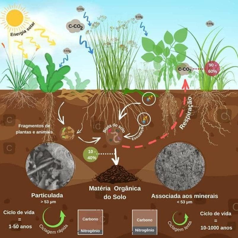 O papel da matéria orgânica do solo na produtividade agrícola (imagem 3)