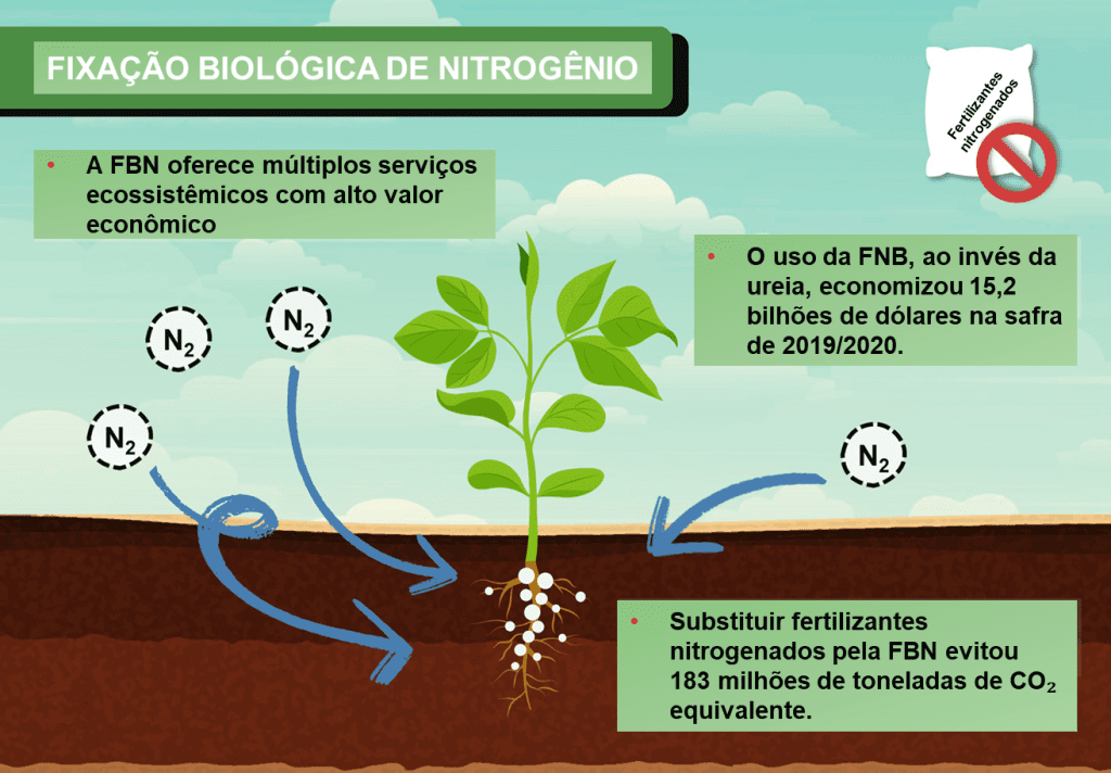 Fixação biológica de nitrogênio: a tecnologia invisível que faz o Brasil economizar bilhões de dólares (imagem 2)