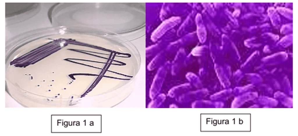 Chromobacterium: microrganismo multifuncional para bioinsumos agrícolas
