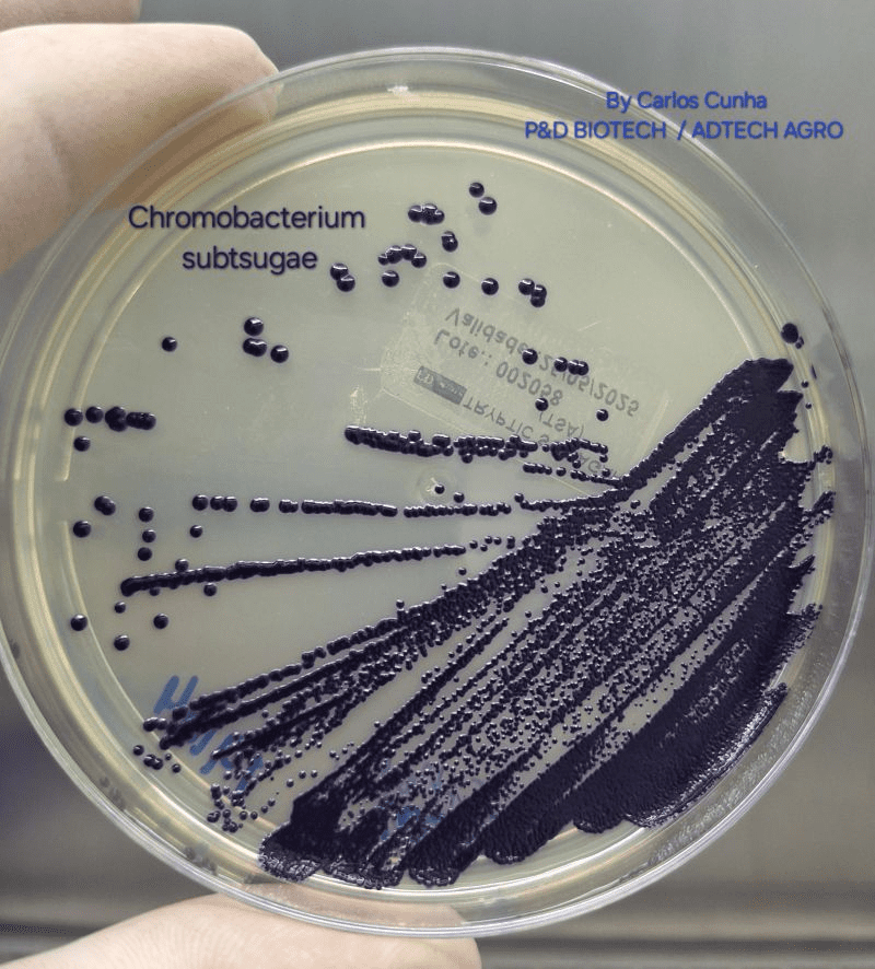 Chromobacterium: microrganismo multifuncional para bioinsumos agrícolas (imagem 2)