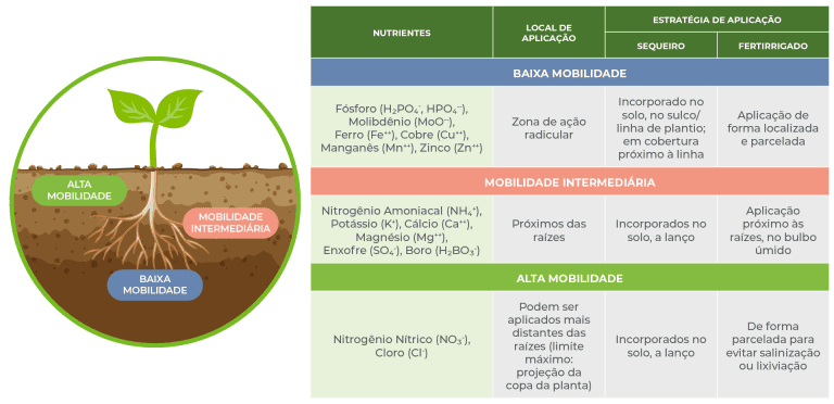Adubação fosfatada: como reduzir custos com segurança (imagem 2)